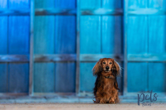 Lighting for Pet Photography: What Works, What Doesn’t, and Why It Matters